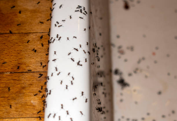 Best Bed Bug Extermination  in Prairieville, LA