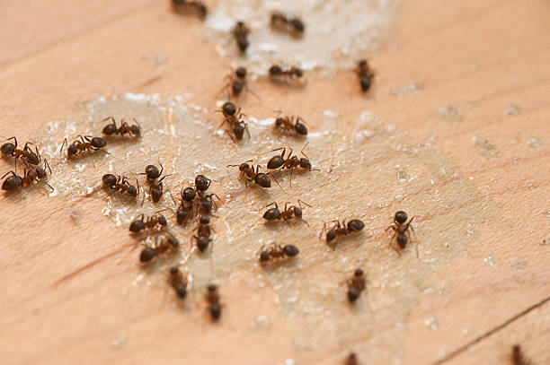 Best Termite Control Services  in Prairieville, LA
